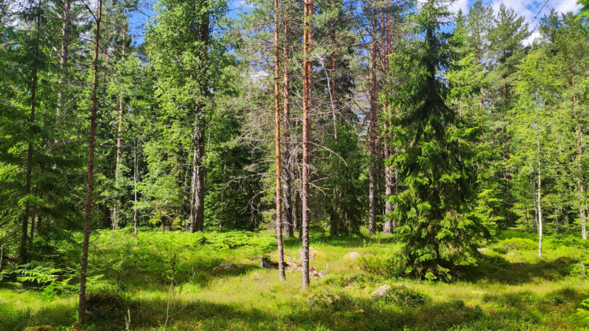Солнечный смешанный лес с соснами, елями и папоротником
