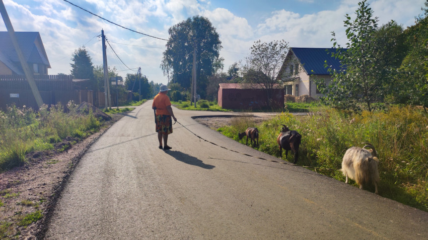 Женщина ведёт коз по асфальтированной улице деревни