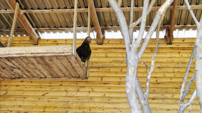 Хищная птица на краю подвесной площадки в деревянном вольере под навесом