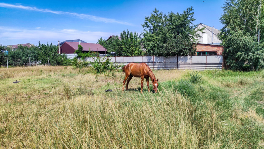 Лошадь пасётся на пустыре в частном секторе на фоне домов