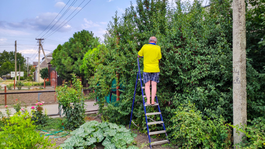 Мужчина на стремянке собирает ягоды с плодового куста в саду