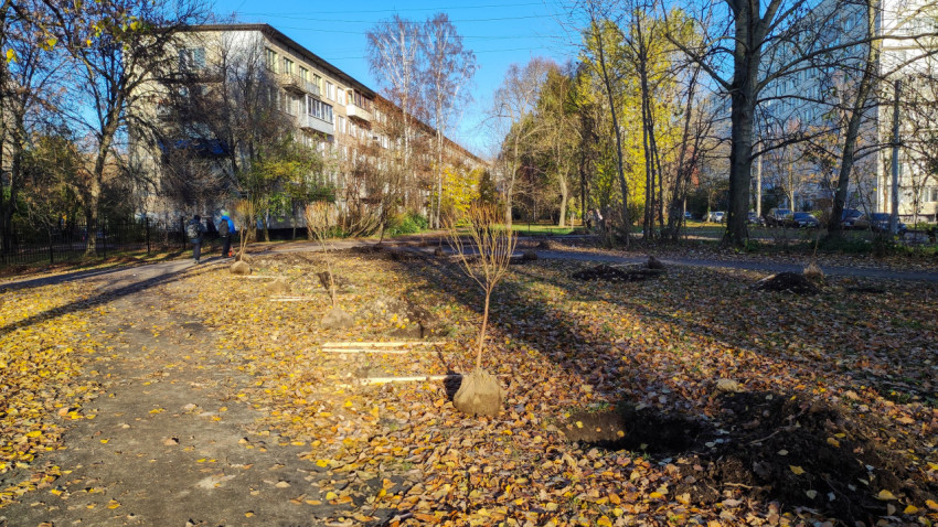 Высадка молодых деревьев в благоустроенной дворовой территории возле жилых домов