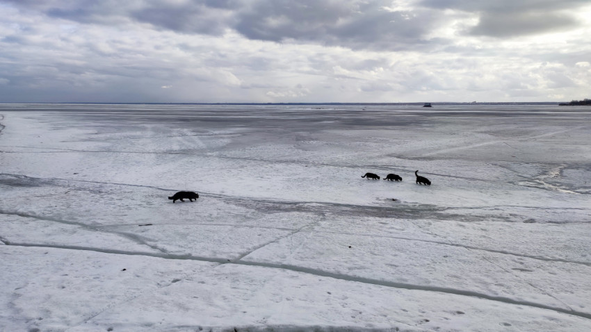 Кошки на льду у побережья Кронштадта