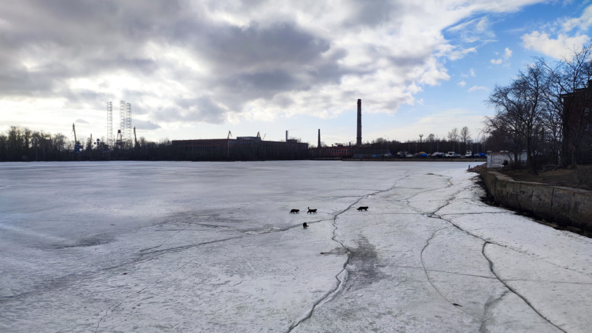 Кошки переходят замерзшую реку у промзоны