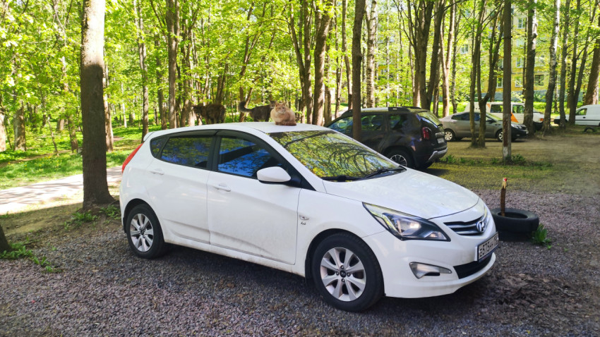 Автомобиль на парковке у лесополосы с сидящим на крыше котом