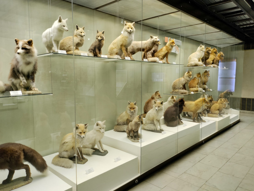Чучела лисиц в зоологической музейной витрине