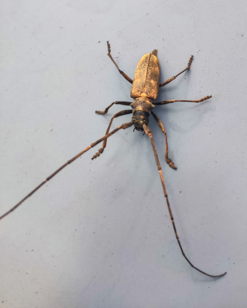 Жук-усач крупным планом с акцентом на голову и лапки