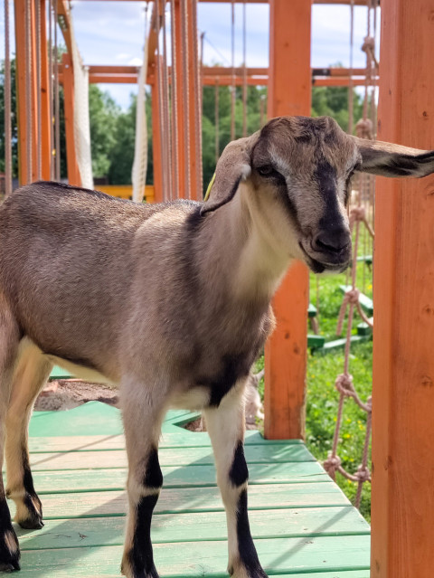 Молодая коза на зелёном настиле среди деревянных опор и верёвочных канатов