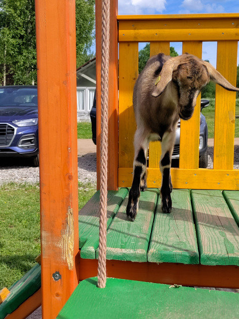 Коза с ушной биркой стоит на платформе у каната и ограждения