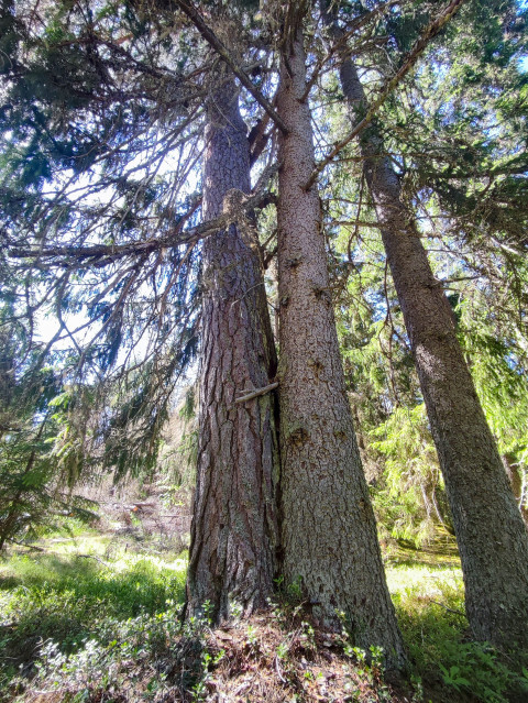 Стволы хвойных деревьев, снятые снизу в лесу
