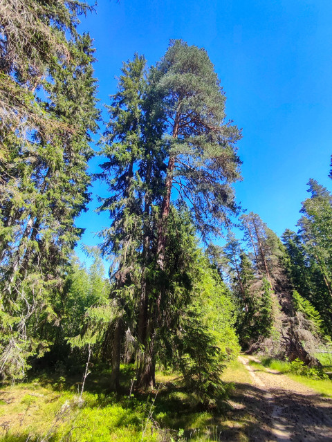 Высокие сосны и ельник у лесной грунтовой дороги в ясный летний день