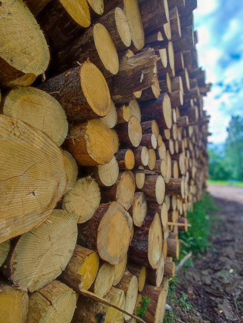 Вертикальный ракурс торцов бревен в штабеле рядом с грунтовой дорогой