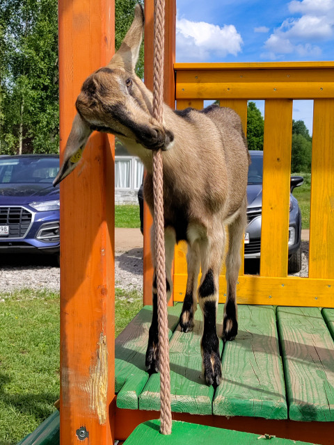 Коза трётся мордой о канат у деревянной стойки на игровой площадке