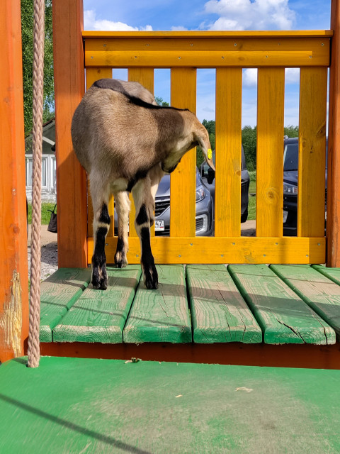 Коза стоит спиной к камере у жёлтых перил на деревянной платформе