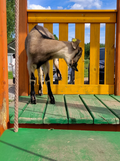 Коза на платформе выгибает шею и чистит шерсть у жёлтого ограждения