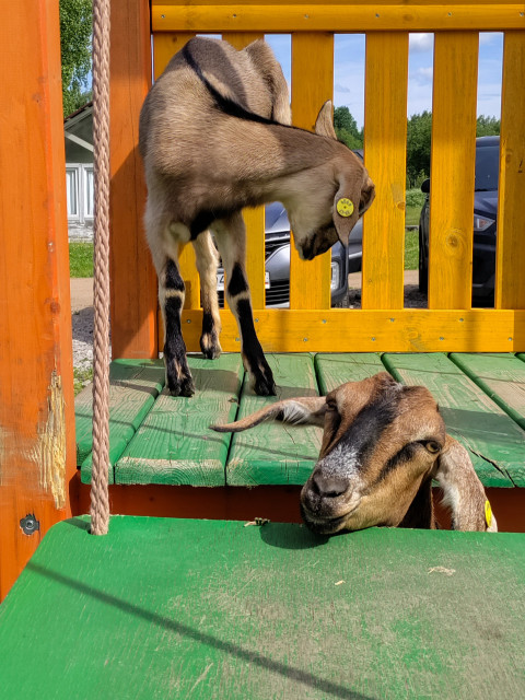 Коза на верхней платформе и голова другой козы у нижнего настила