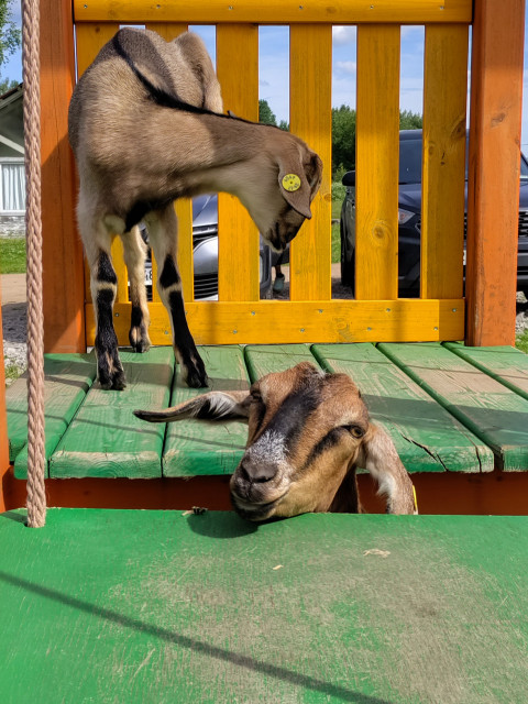 Две козы на деревянной площадке у ограждения контактного зоопарка
