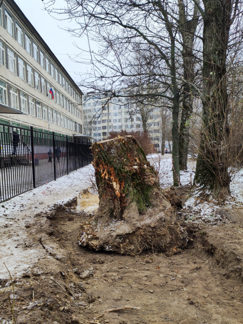 Выкорчеванный пень возле школы перед благоустройством