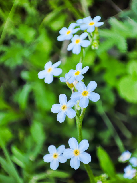 Незабудки с голубыми лепестками и желтыми серединками на мягком зеленом фоне