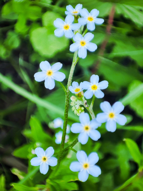 Цветки незабудки в фокусе на фоне размытых листьев и травы