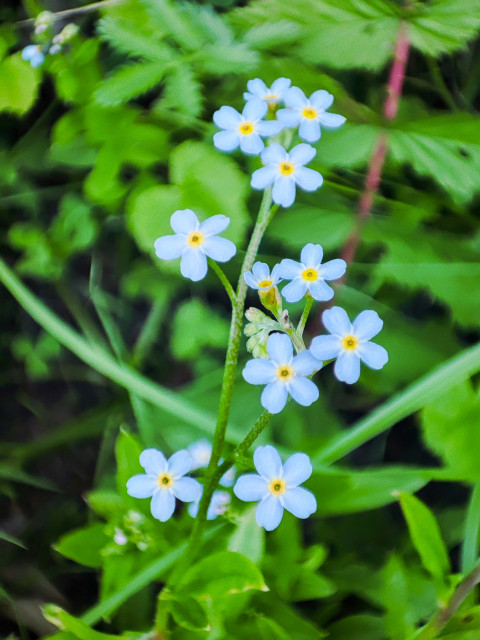 Соцветие незабудки с голубыми цветками и желтыми серединками крупным планом