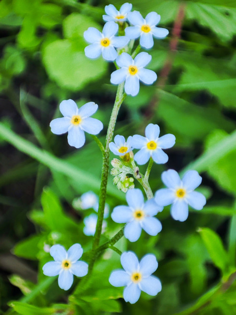 Нежно-голубые цветки незабудки на стебле в густой зеленой листве