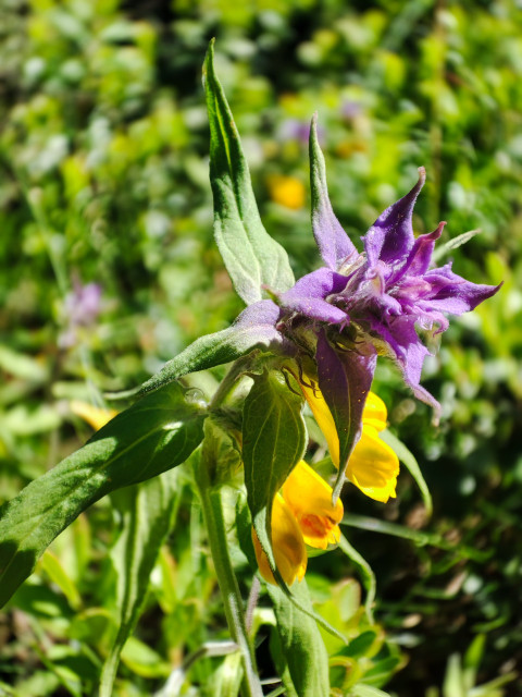 Марьянник дубравный (Иван-да-Марья) с фиолетовыми прицветниками и жёлтыми цветками в траве