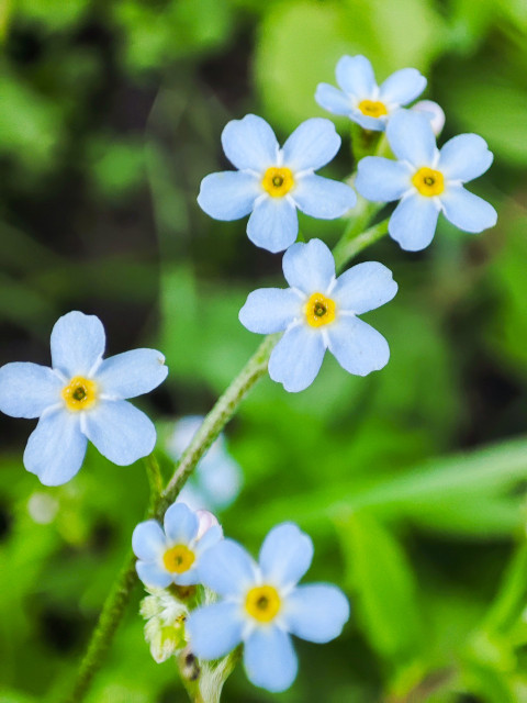 Крупный план незабудок с голубыми цветками, расположенными по диагонали кадра