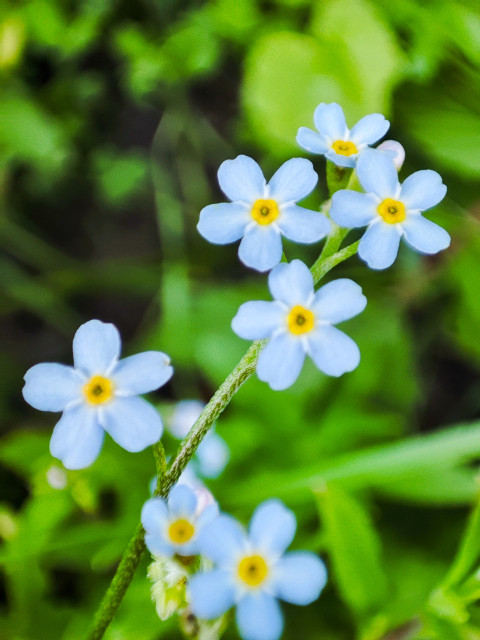 Соцветие незабудки с голубыми цветками на размытом зеленом фоне