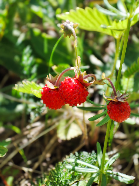 Три ягоды лесной земляники на плодоножках крупным планом
