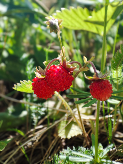 Две спелые ягоды лесной земляники и бутон в вертикальном кадре