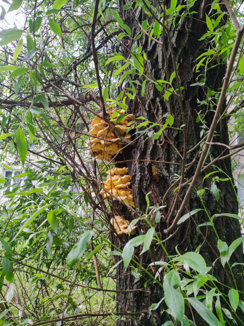 Ярусные древесные грибы на коре дерева, крупный план в городской зелени