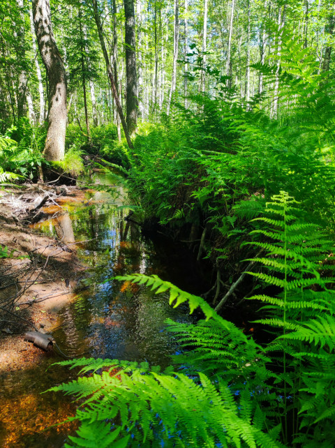 Лесной ручей с папоротниками и корнями деревьев на берегу