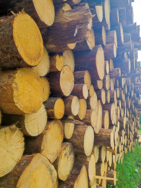 Крупный план торцов бревен в высоком штабеле на лесном складе