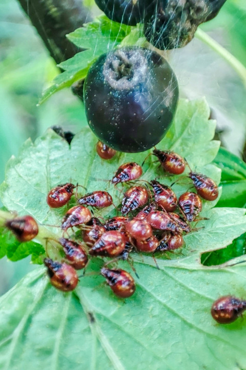 Нимфы клопов на листе рядом с ягодой смородины и нитями паутины