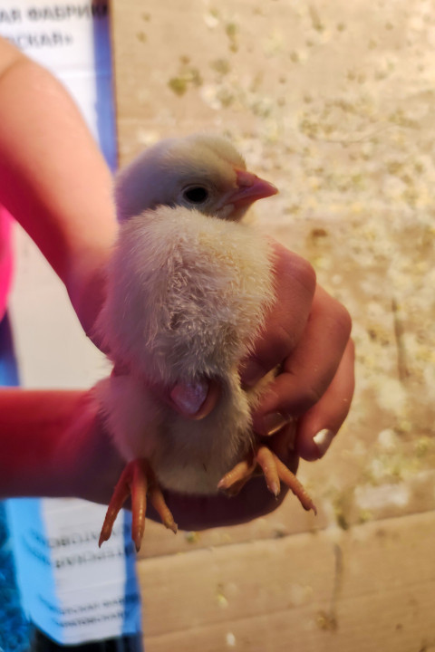 Цыплёнок в ладони крупным планом