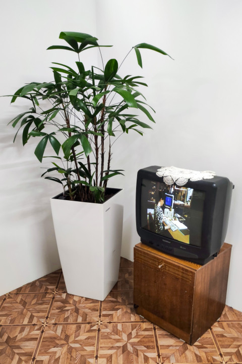 Комнатное растение и ретро-телевизор в зоне экспозиции