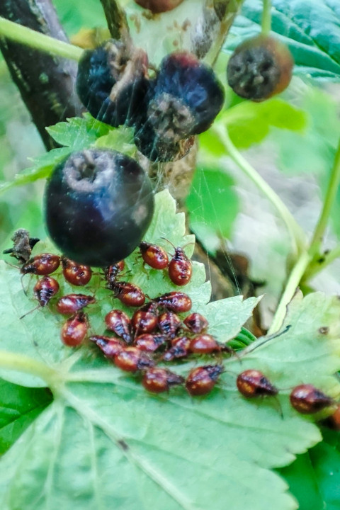 Ягоды смородины на ветке с паутиной и группой насекомых на листе