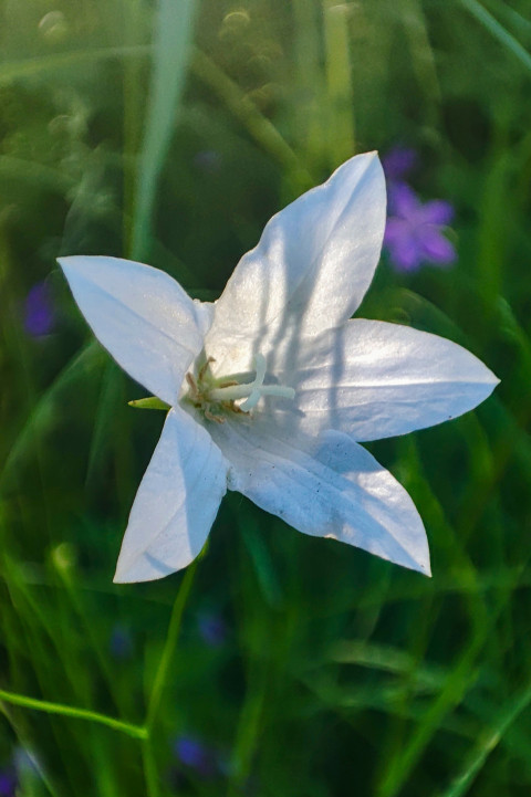 Белый цветок платикодона Astra White крупным планом на зеленом фоне