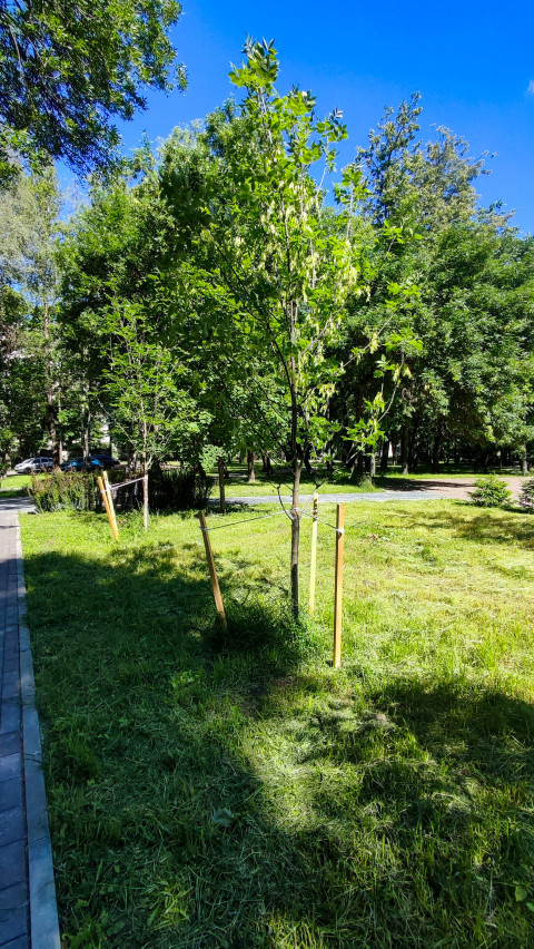 Молодое дерево на газоне с деревянными подпорками в парковой зоне