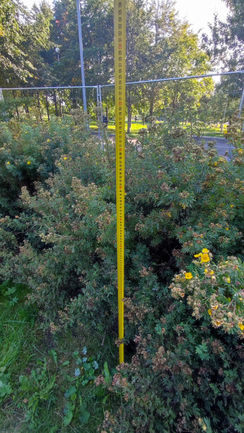 Измерительная рейка в кустарниках рядом с ограждением и дорожкой