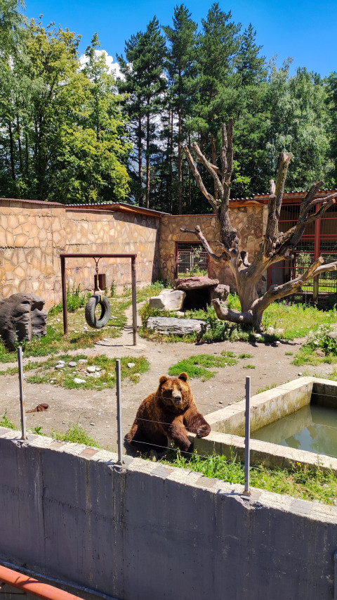 Медведь в вольере зоопарка наслаждается солнечным днем