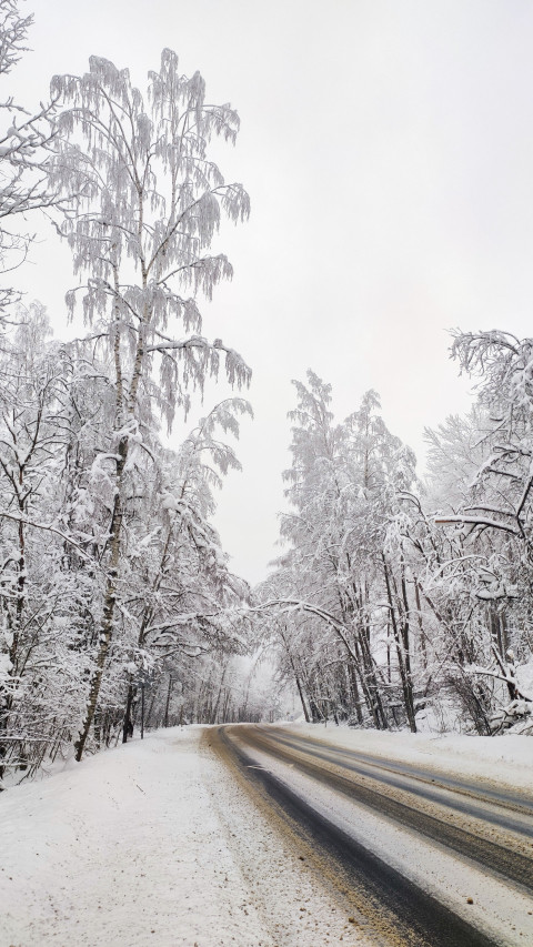Лесная зимняя трасса с высокими заснеженными деревьями