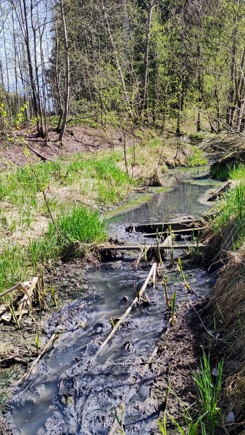 Узкий заболоченный ручей в лесной низине