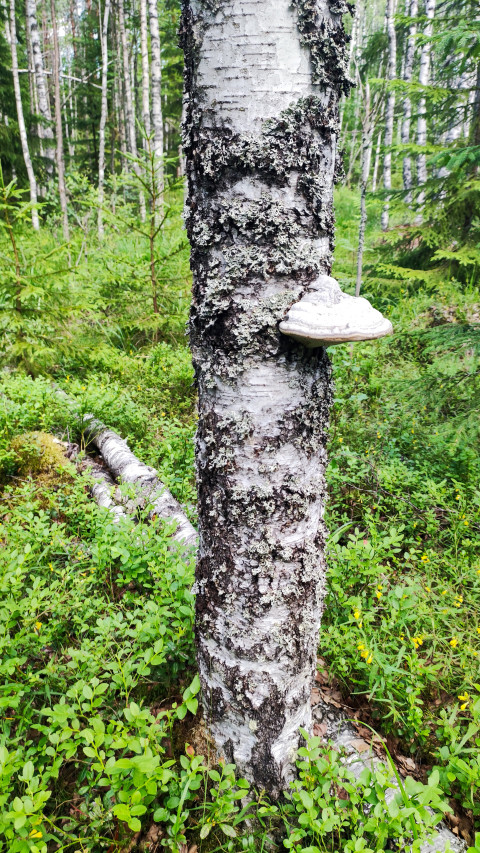 Березовый ствол с лишайниками и трутовиком в лесу