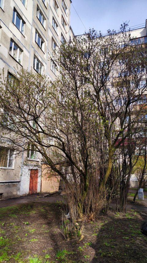 Двор жилого дома с раскидистым кустовым деревом