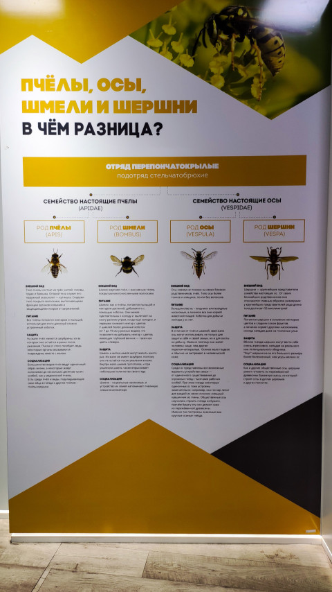 Информационный стенд о различиях пчёл, ос и шмелей