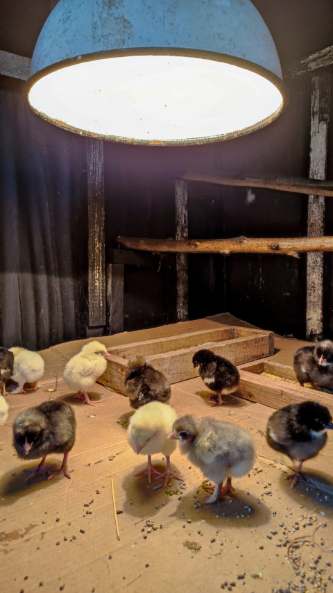 Цыплята под большой лампой обогрева в брудере