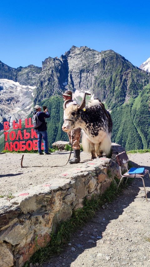 Пастух с яком Гошей на Домбае