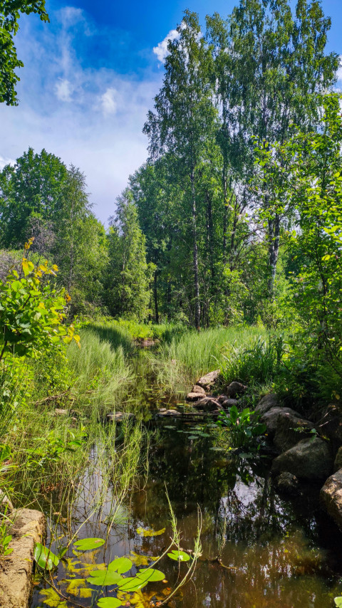 Небольшой лесной водоём с кувшинками и густой зеленью